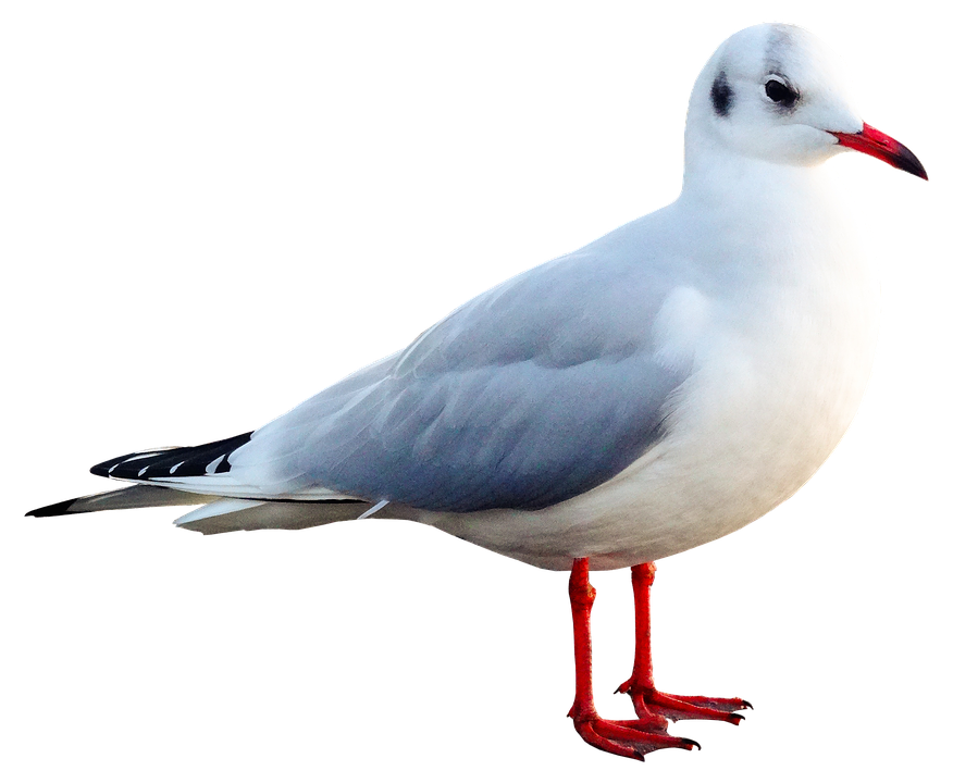 Seagull Png 876 X 720
