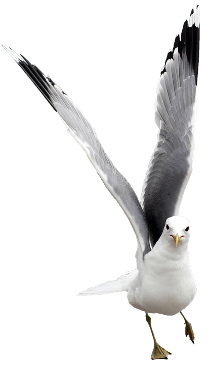 Seagull Png 409 X 720