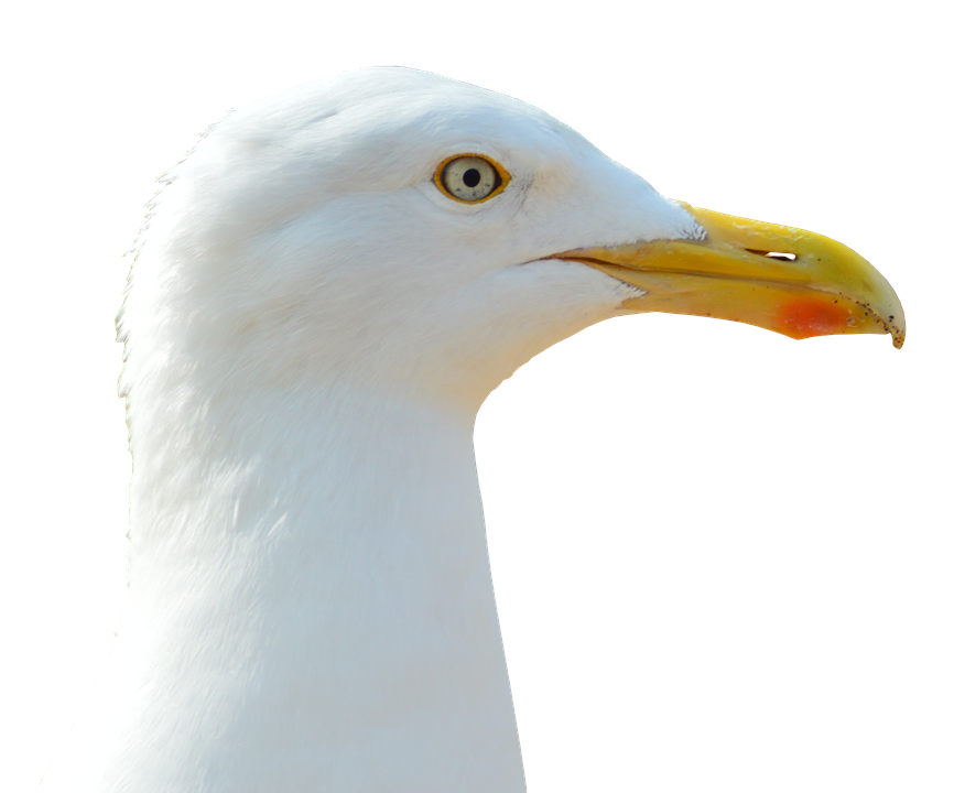 Seagull Png 866 X 720