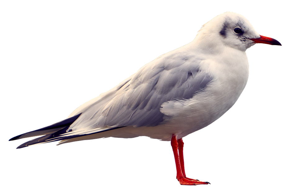 Seagull Png 960 X 617