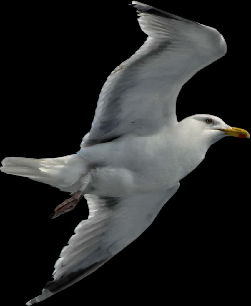 Seagull Flying Transparent Background, Hd Png Download