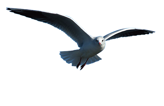 Seagull Png 523 X 340