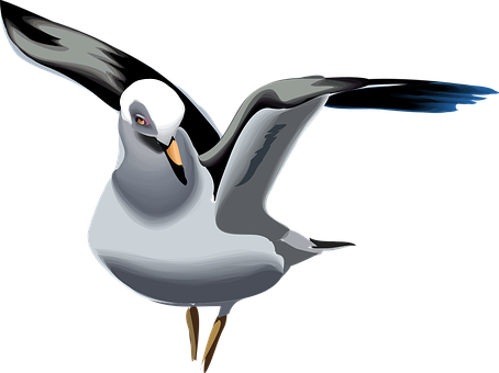 Seagull Png 454 X 340