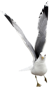 Seagull Png 193 X 340