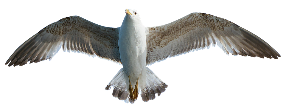 Seagull Png 960 X 373