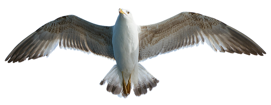 A White Bird With Wings Spread
