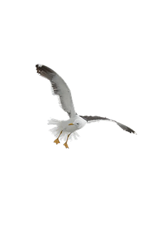 Seagull Png 232 X 340