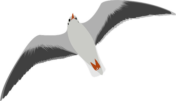 Seagull Png 591 X 340