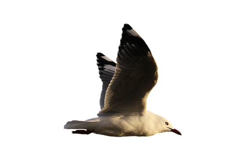 A White Bird With Black Wings
