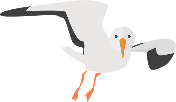 Seagull Png 586 X 340