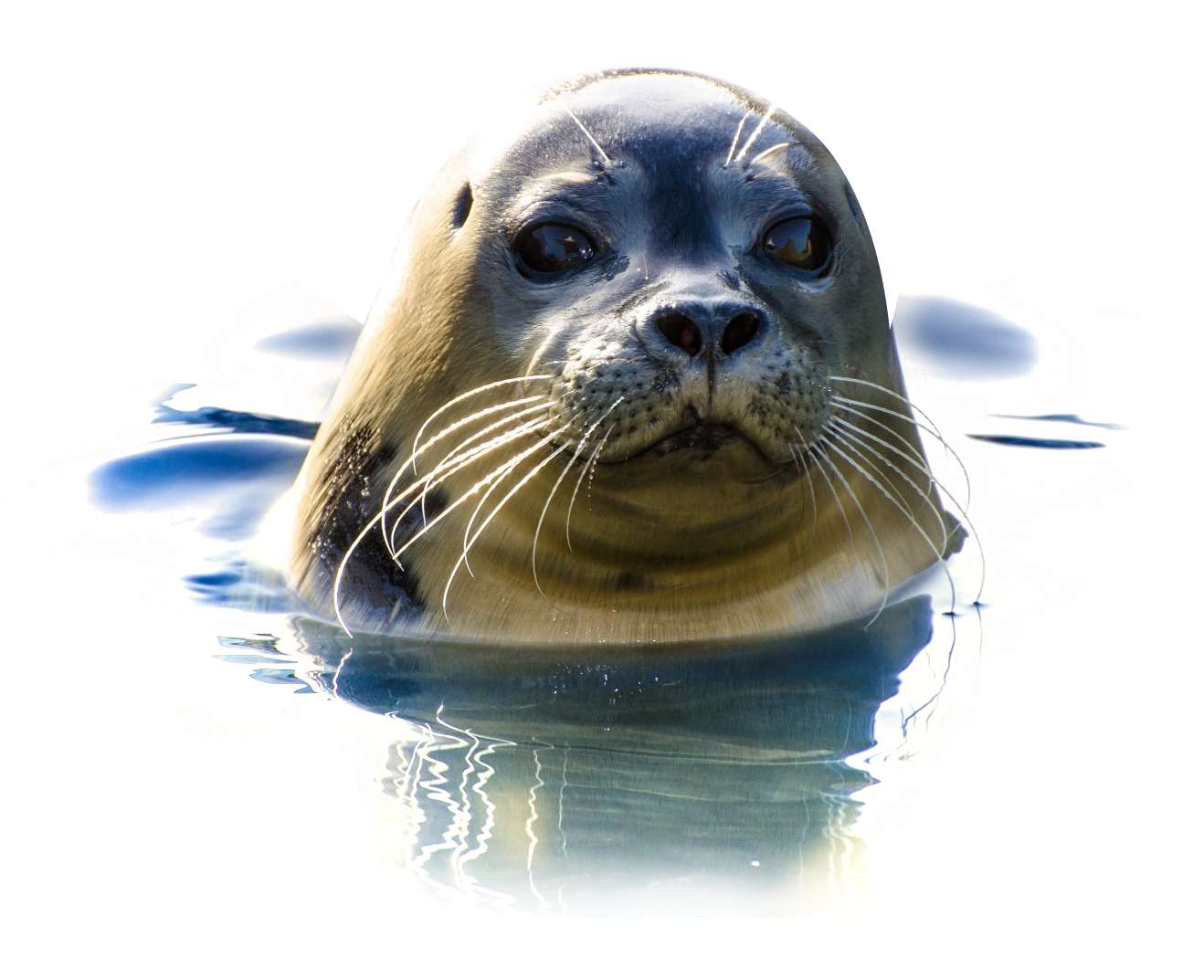 Seal Png 1318 X 1073