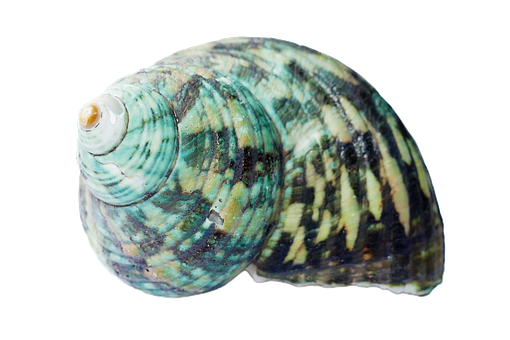 A Sea Shell On A Black Background