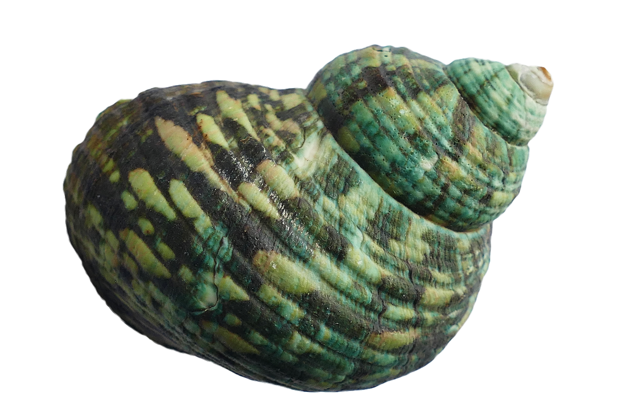 A Green And Black Sea Shell