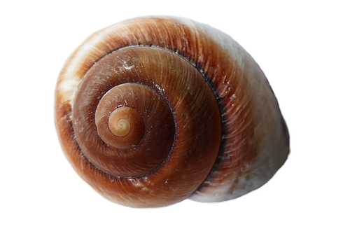 A Close Up Of A Shell