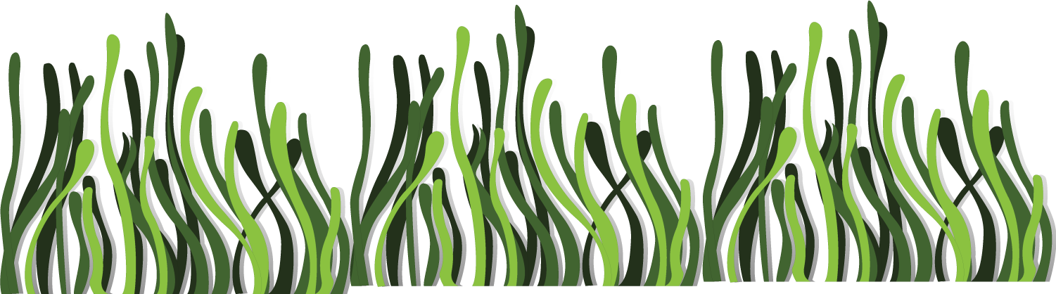 A Green And Grey Seaweed