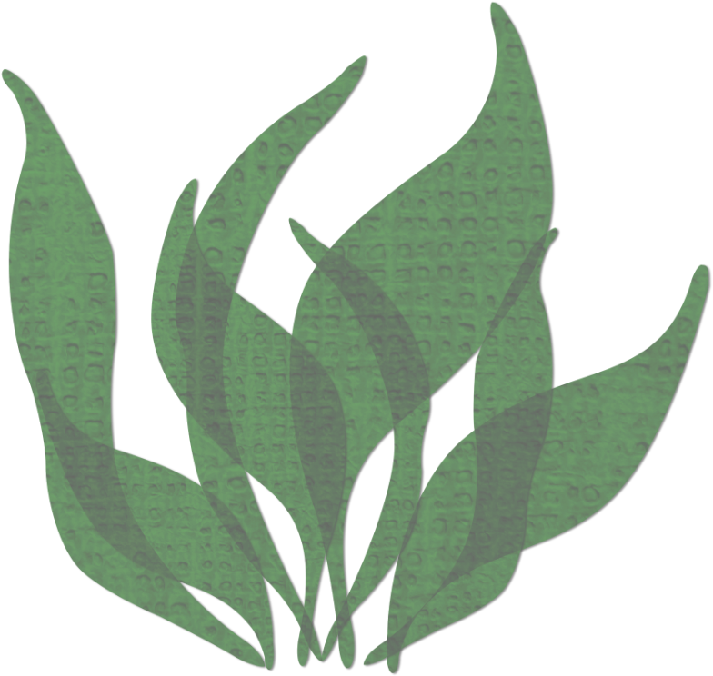 A Green Plant With Black Background