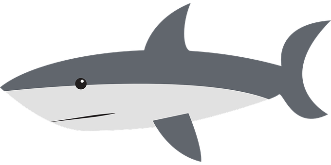 A Grey And White Shark