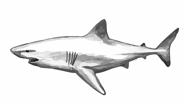 A Greyscale Shot Of A Shark