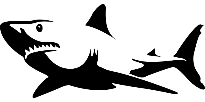 A White Bird On A Black Background