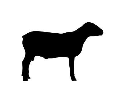 A Black Silhouette Of A Sheep