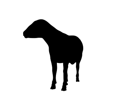 A Silhouette Of A Sheep