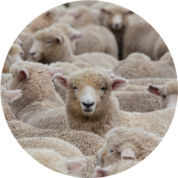 A Group Of Sheep In A Circle