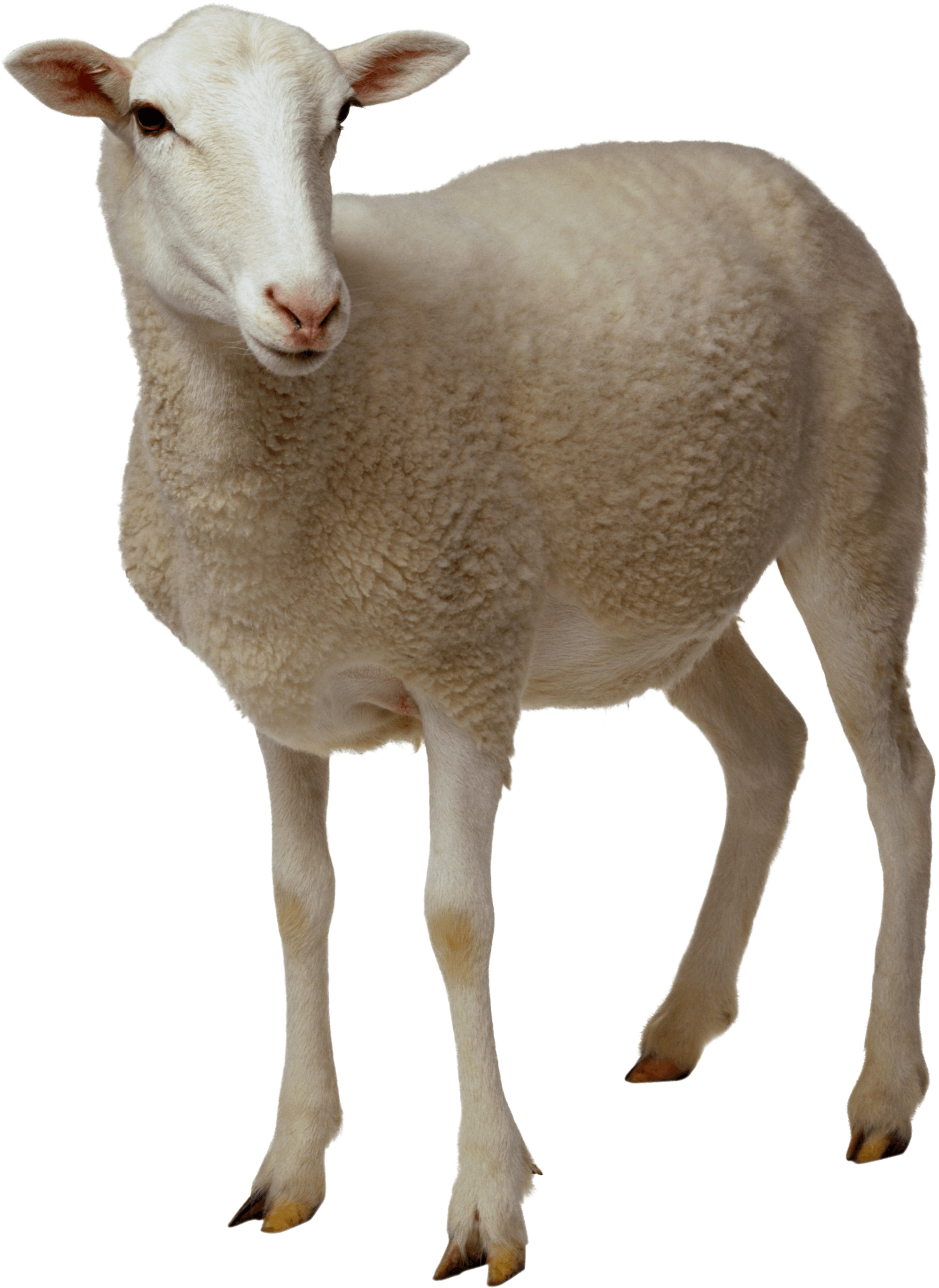 A White Sheep With Black Background