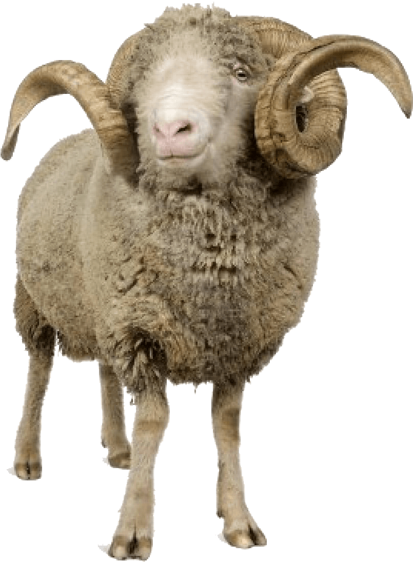 A Ram With Horns On Its Head