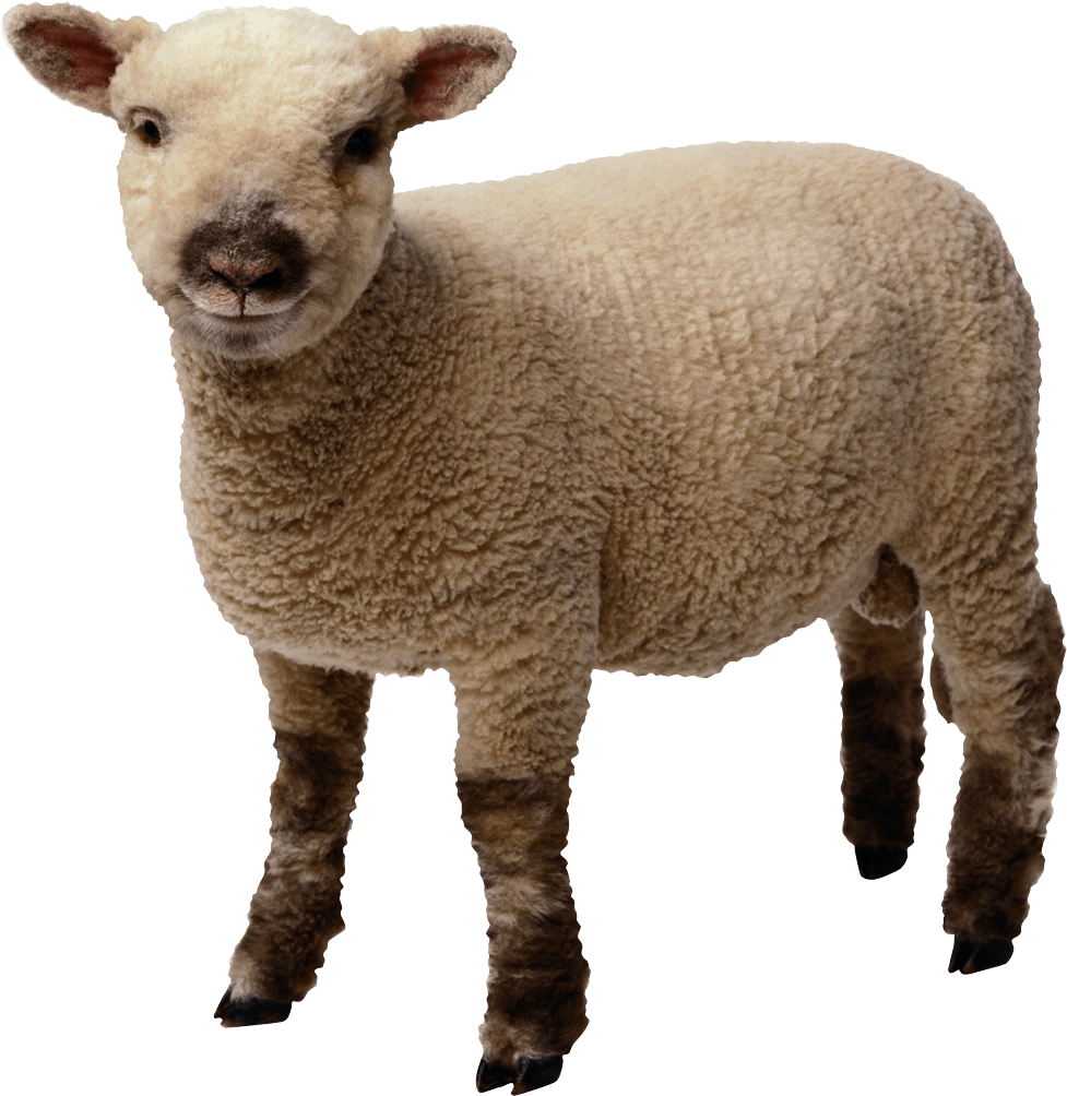 A Close Up Of A Sheep