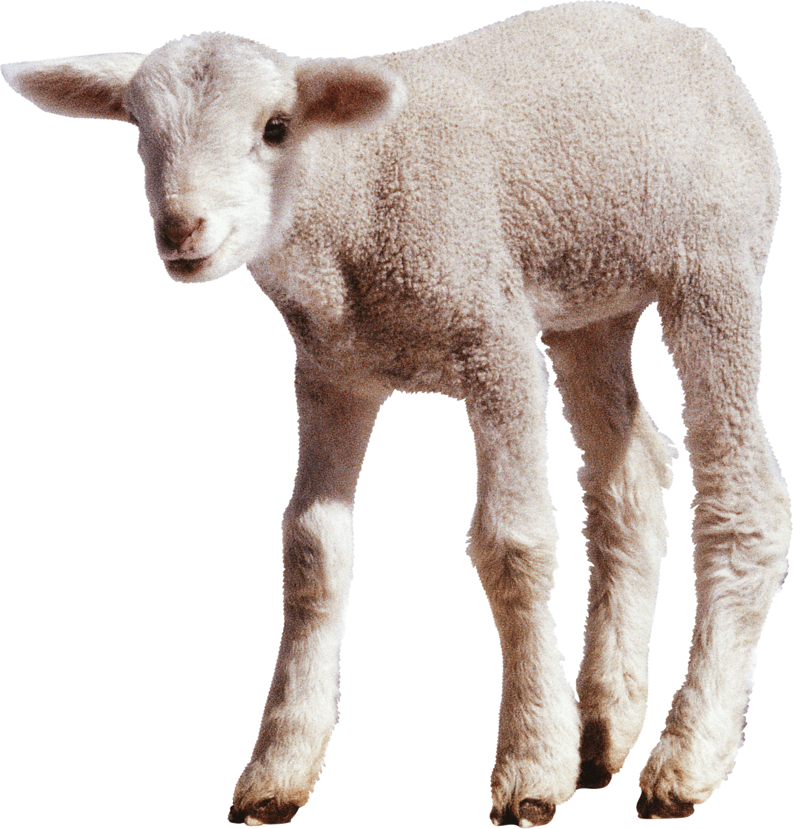 A Close Up Of A Lamb