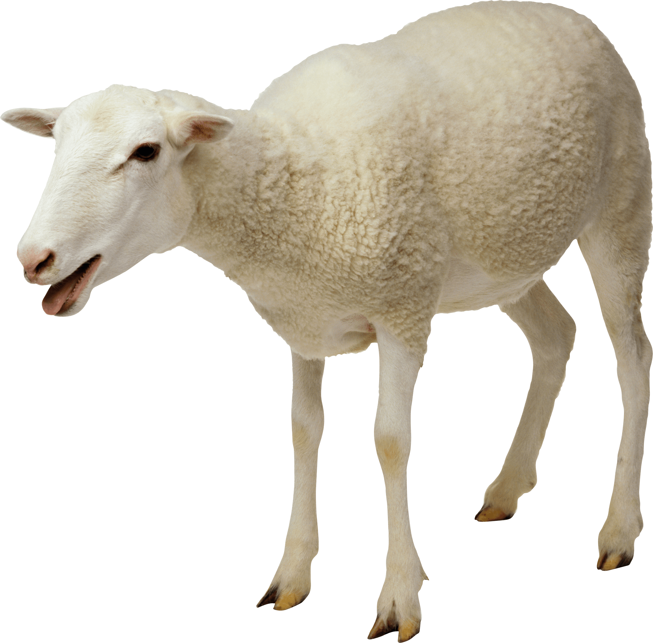 A White Sheep Standing On A Black Background