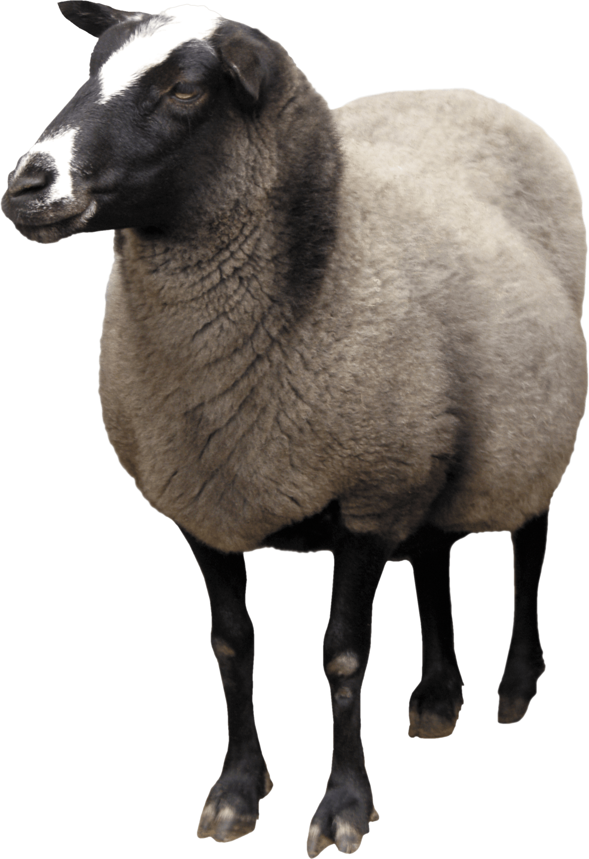 A Sheep Standing On A Black Background