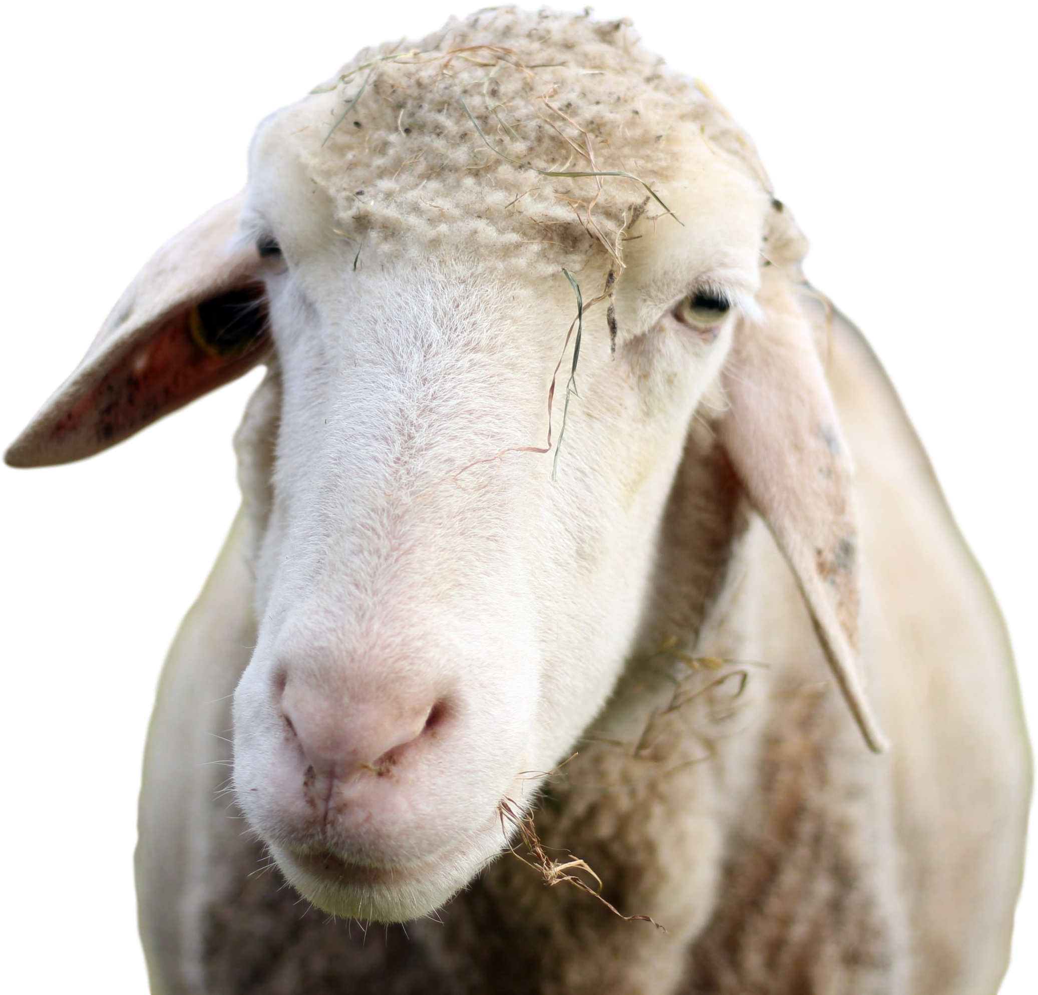 A Close Up Of A Sheep