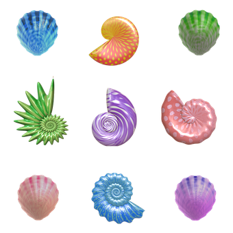 A Group Of Colorful Shells