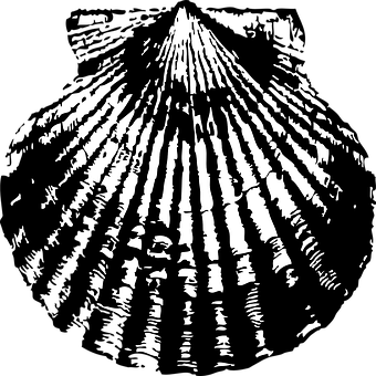 A Black And White Image Of A Shell