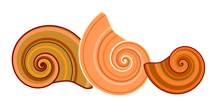 A Group Of Shells On A Black Background