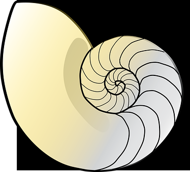 A Drawing Of A Nautilus Shell
