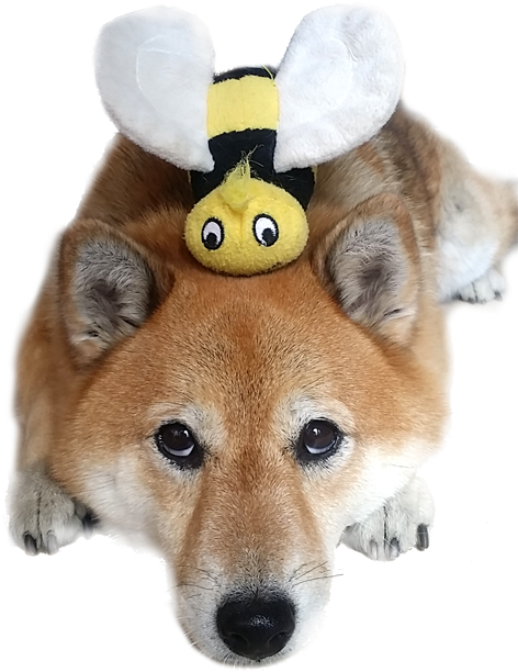 Shiba Inu Dog With Bee - Bee Shiba, Hd Png Download
