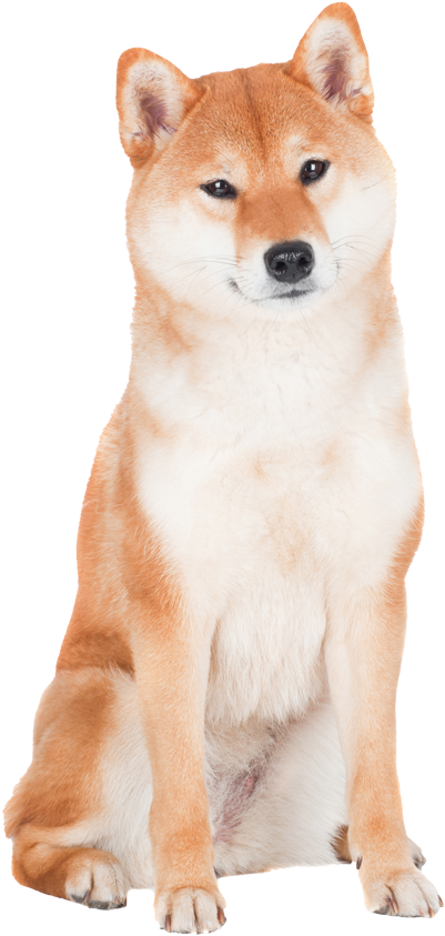 Shiba Inus Transparent Background, Hd Png Download