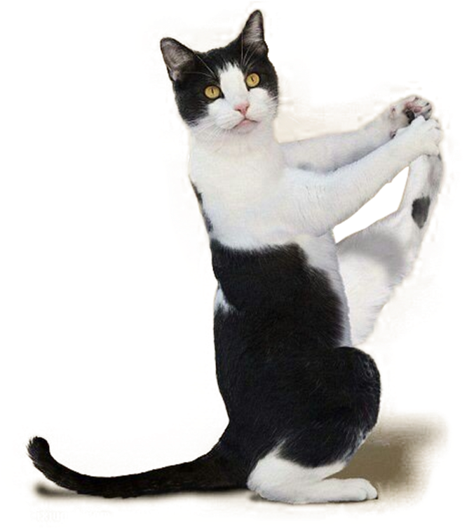 A Cat Standing On Its Hind Legs