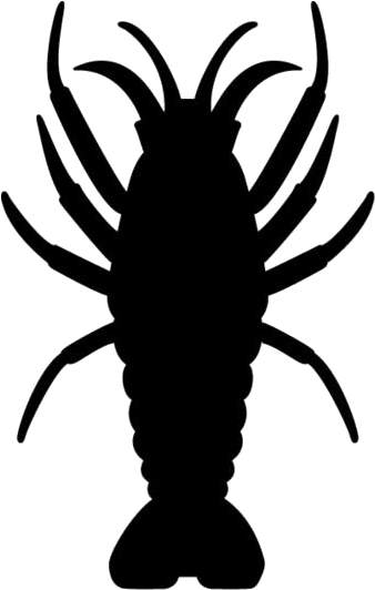 A Silhouette Of A Bug