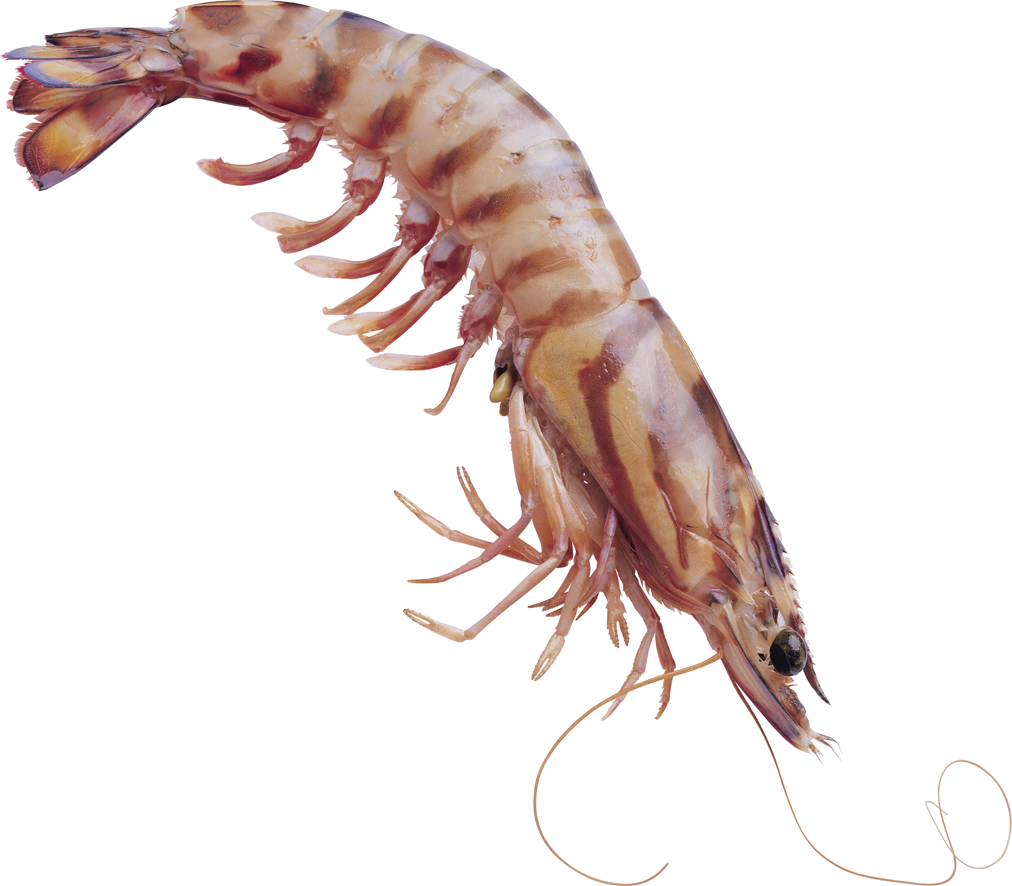 A Shrimp With Long Tails
