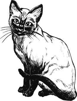 A Cat With A Black Background