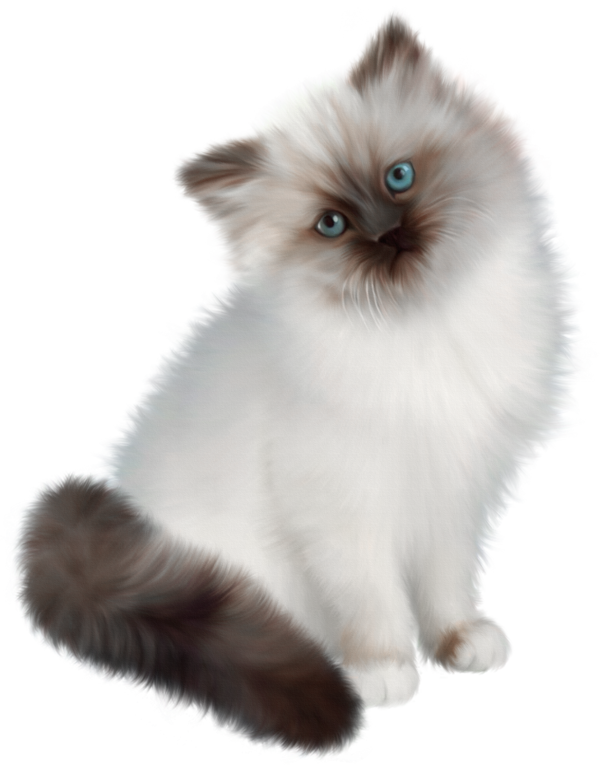 A White And Grey Cat With Blue Eyes