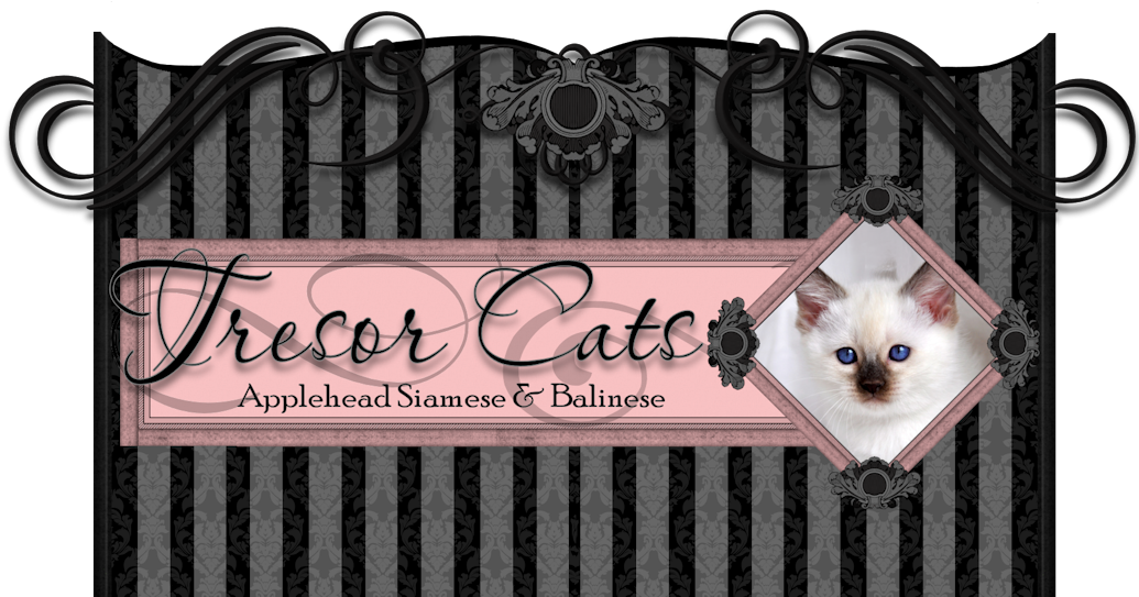 Siamese Cat, Hd Png Download