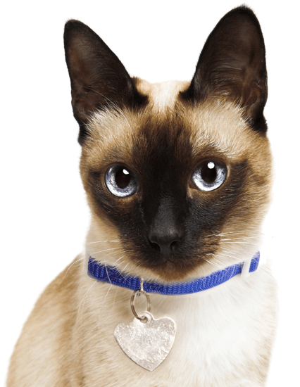 A Cat With A Blue Collar