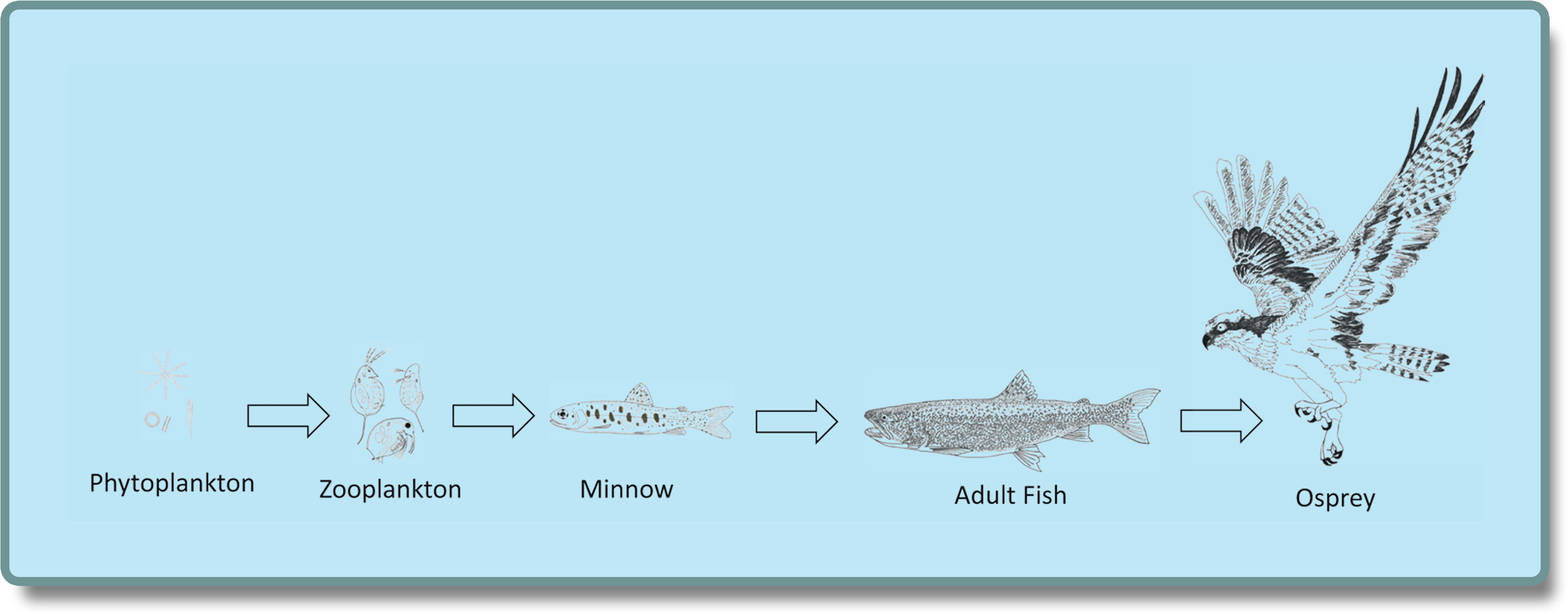A Fish Evolution From Adult To Adult