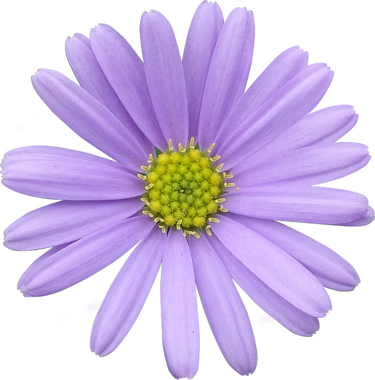 A Purple Flower With Yellow Center