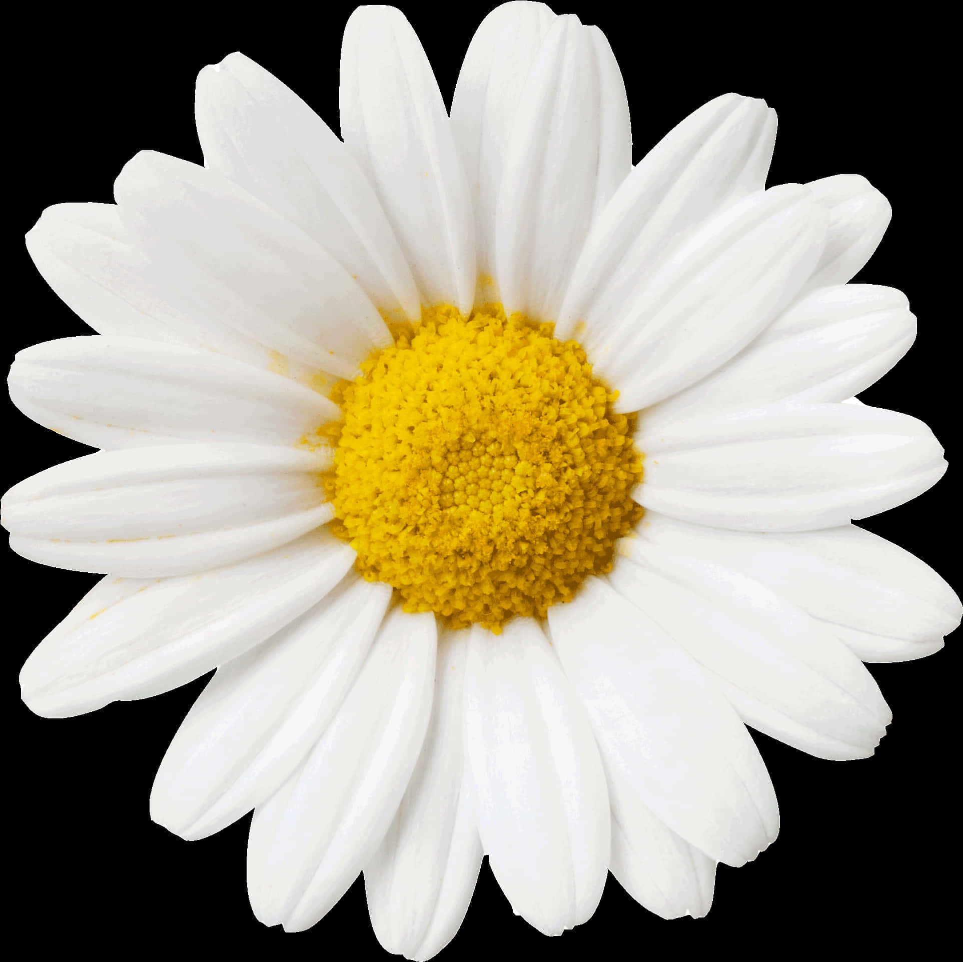 Single White Daisy