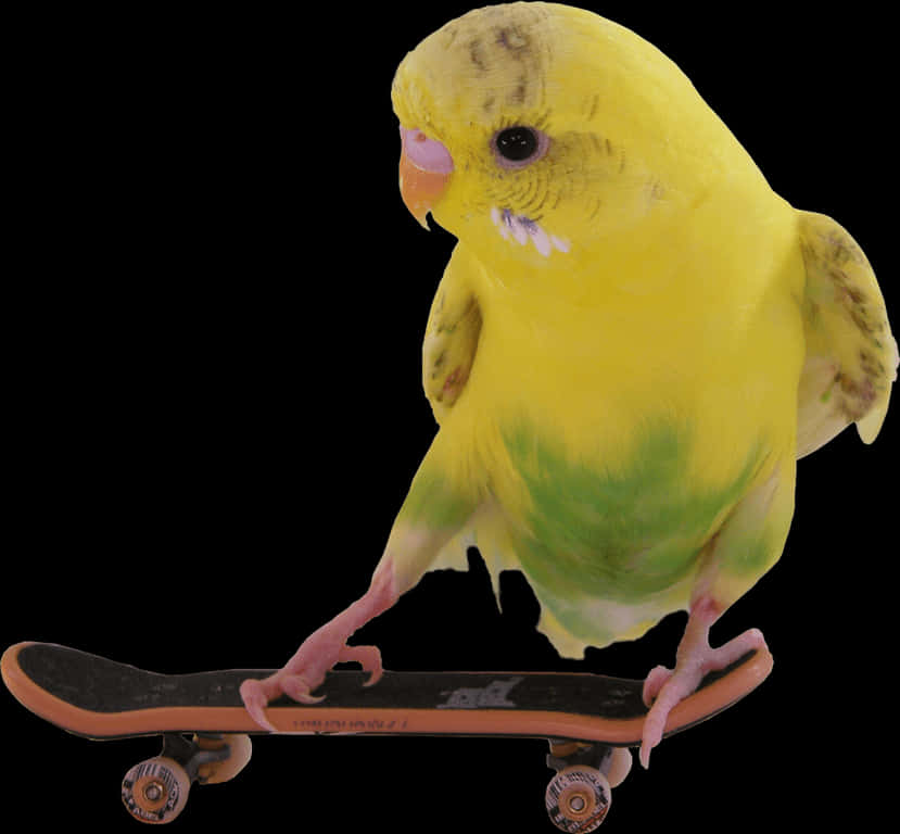 Budgerigar Bird Riding Skateboard
